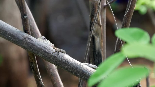 Calotes Indian Lizard in a tree in Central Province, Sri lanka