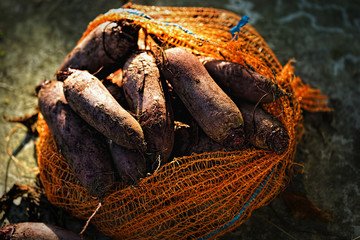 Long shaped beetroots in orange nest bag on green surface