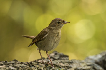 Nightingale