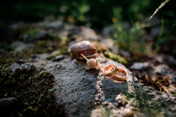 Wedding rings lie before a snail on the stone