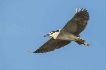 Black crowned night heron