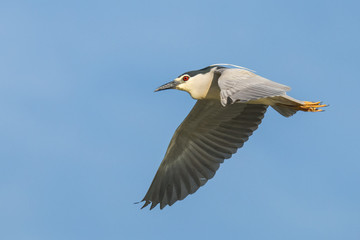 Black crowned night heron