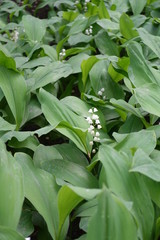 Obraz premium Lily of the valley in flower in spring