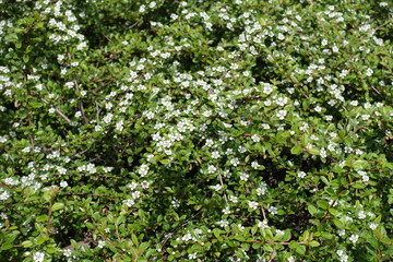 Fototapeta na wymiar Flowering branches of Cotoneaster horizontalis in spring