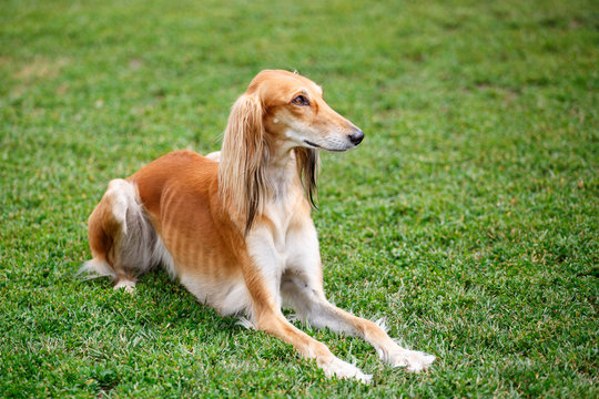 Saluki dog in the park
