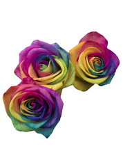 Fototapeta na wymiar Rainbow roses isolated in white
