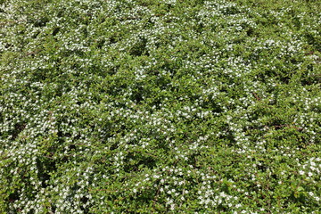 Fototapeta na wymiar White flowers of Cotoneaster horizontalis in spring
