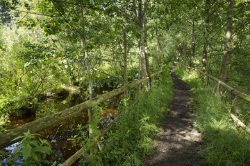 Weg durch Moorlandschaft, Federow, Müritz-Nationalpark, Mecklenburg-Vorpommern, Deutschland