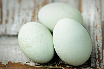 Blue eggs Araucana 