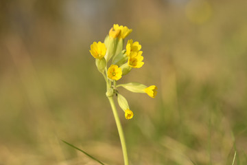 Yellow Cowslip (Primula veris) flower