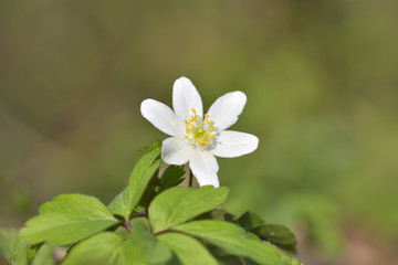 Obraz na płótnie Canvas Anemone nemorosa (spring flower)