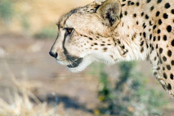 Cheetah (Acinonyx jubatus)