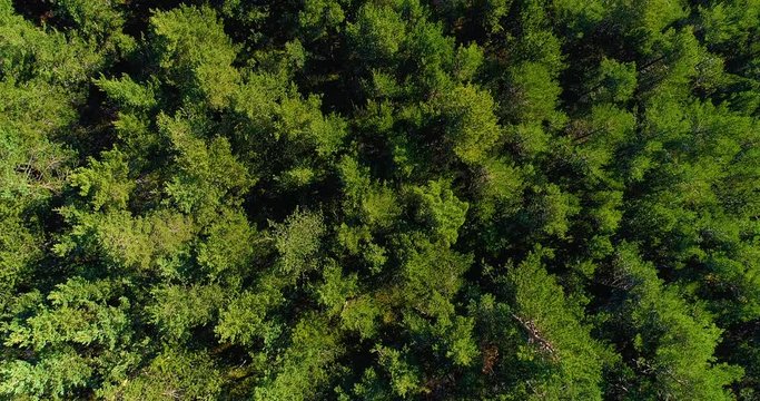 for&ecirc;t vu du ciel, a&eacute;rien
