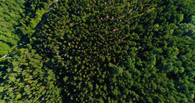 for&ecirc;t vu du ciel, a&eacute;rien