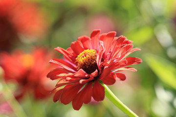 The scarlet flower. The view from the side...