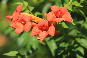 Bright, red bells ....