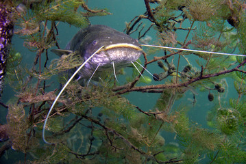 underwater life © Nurkersi