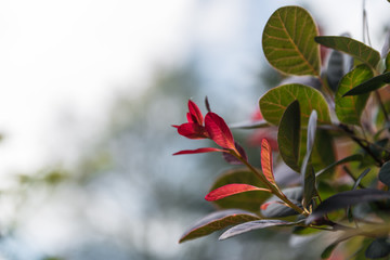 Rot verfärbte Blätter an einem Busch im Herbst