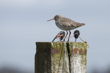 Redshank
