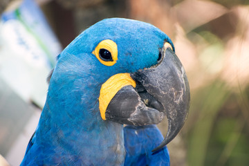 Blue Macaw