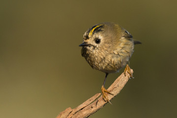 Goldcrest