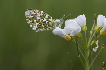 Orange tip butterfly