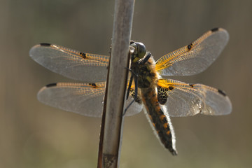 Dragonfly
