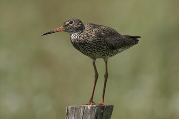 Redshank