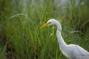 Great White Egret