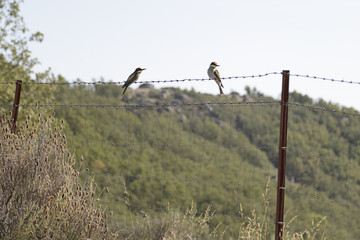Two European bee-eater (Merops apiaster) perched on a fence