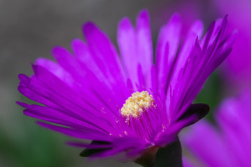 Obraz premium purple glow