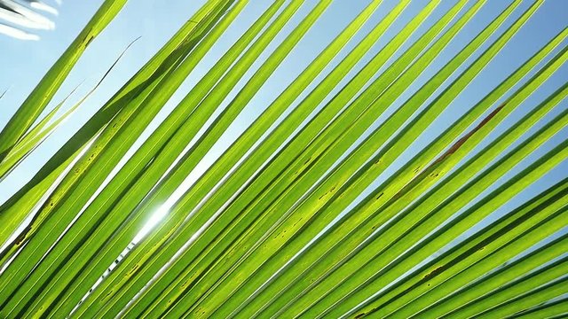 Sunshine through palm leaves on sun background with lens flare effects in slow motion. 1920x1080