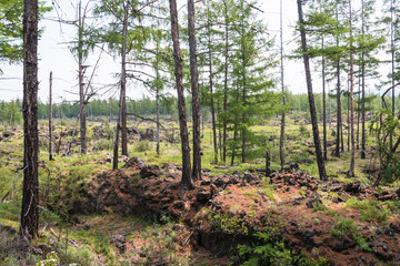 Forest and lava