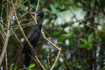 Little cormorant in habitat