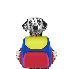 dog obedience school - dalmatian with bag isolated on white