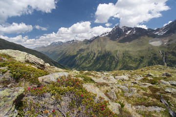 Fototapeta na wymiar Alpine rose in the mountains