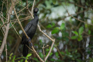 Close up Cormorant