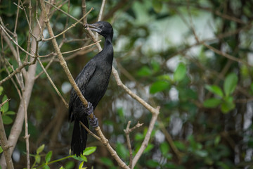 Little Cormorant in Breeding plumage