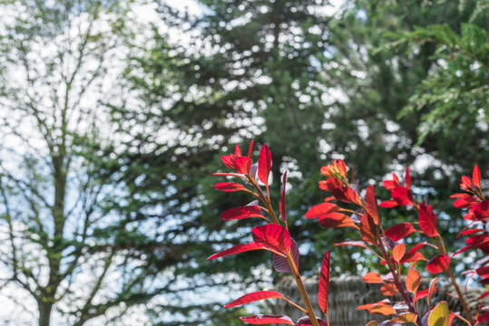 Rot verf&auml;rbte Bl&auml;tter an einem Busch im Herbst
