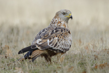 Red Kite ( Milvus Milvus ) feeding on the ground