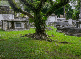 Big tree with green branches at old cemetery. Life and death concept.