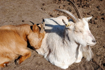 Ziegen