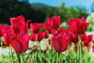 Fototapeta premium Flower tulip