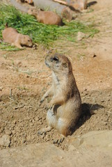 Erdmännchen