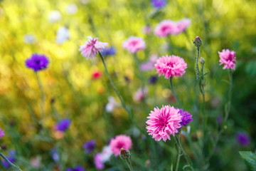 Fototapeta premium Beautiful meadow field with wild flowers. Spring Wildflowers closeup. Health care concept. Rural field. Alternative medicine. Environment