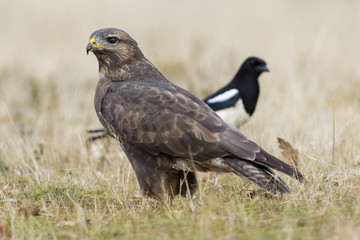 Fototapeta premium Common buzzard (Buteo buteo)