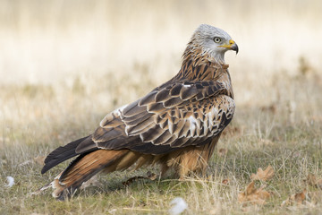 Red Kite ( Milvus Milvus ) feeding on the ground