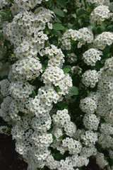 Lots of white flowers of Spiraea vanhouttei