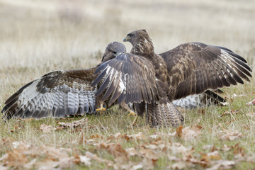 Buzzard (Buteo buteo) fighting on the ground