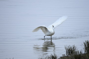 egrets